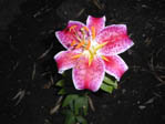 LES FLEURS de notre JARDIN